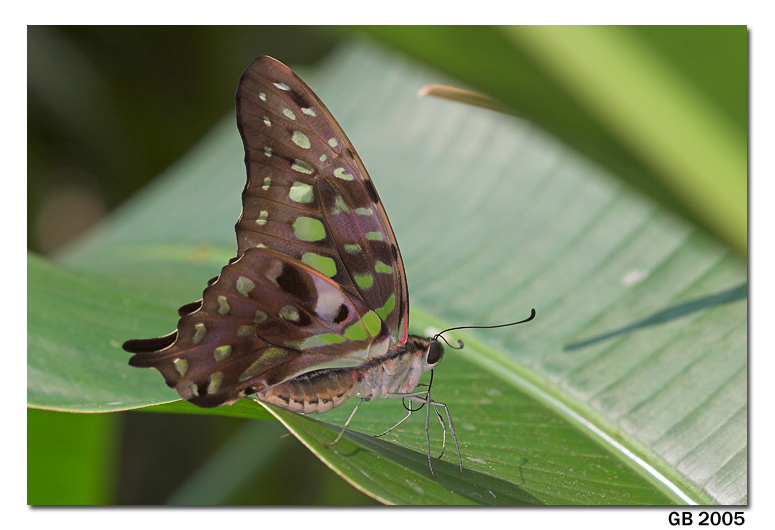 WINGS OF PARADISE BUTTERFLY CONSERVATORY